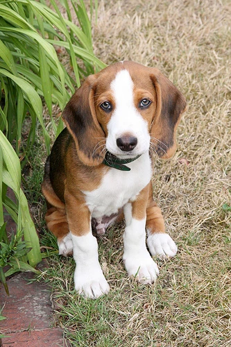 Mascota perdida: Tobby